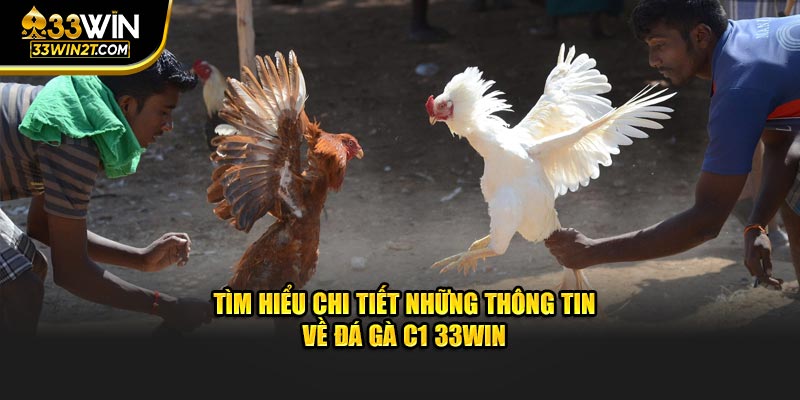 Tìm hiểu chi tiết những thông tin về đá gà C1 33WIN